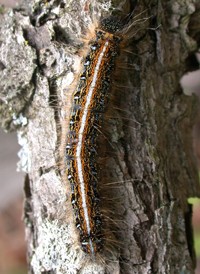 Eastern Lackey